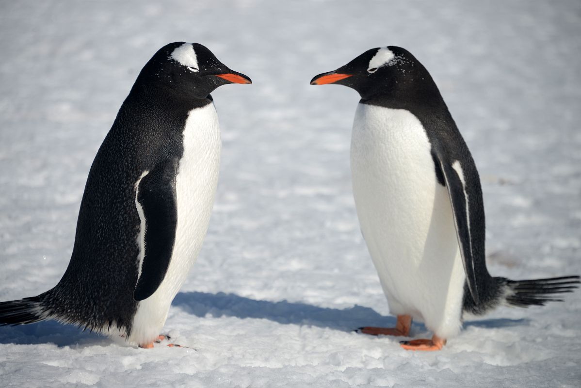 12A Two Gentoo Penguins Begin Their Mating Ritual On Aitcho Barrientos Island In South Shetland Islands On Quark Expeditions Antarctica Cruise